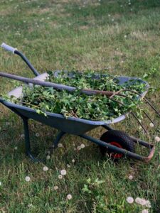 photo of a wheelbarrow with green leaves