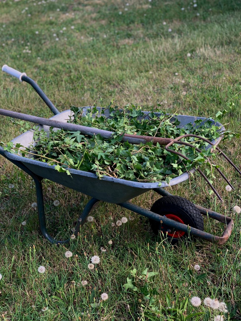photo of a wheelbarrow with green leaves